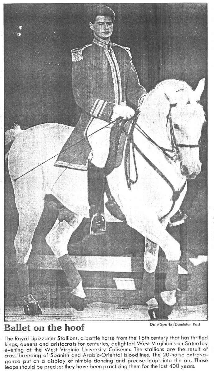 Photo of Royal Lipizzan Stallion that appeared in the Dominion Post