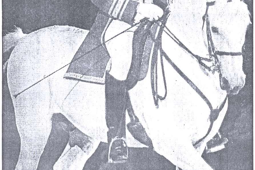 Photo of one of the Royal Lipizzaner Stallions that appeared in the Dominion Post in 1975